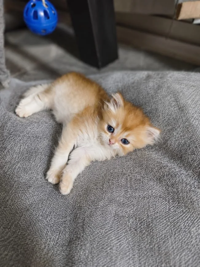 Cosmo