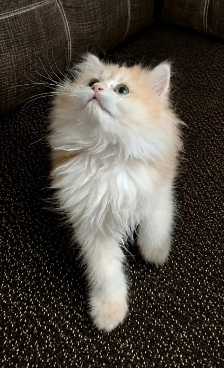 Sirius