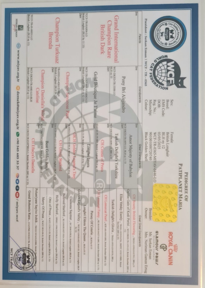 WCF pedigree of Maria