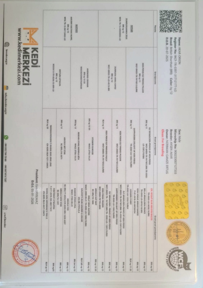 WCF pedigree of Orion